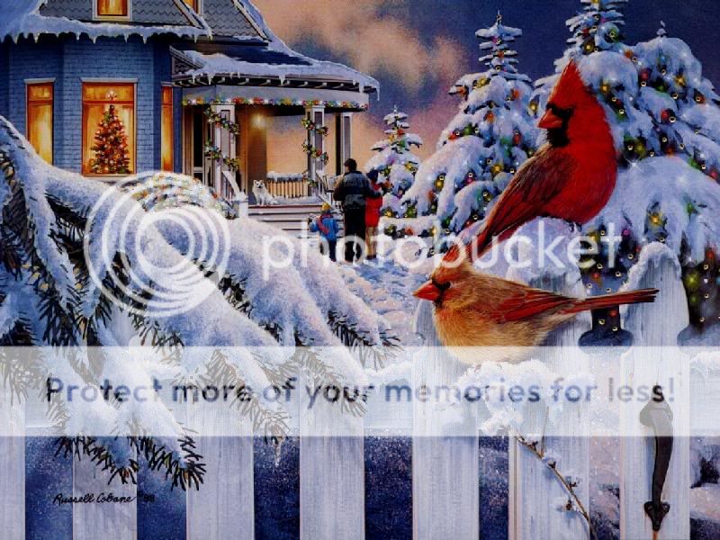 Christmasbeauty.jpg
