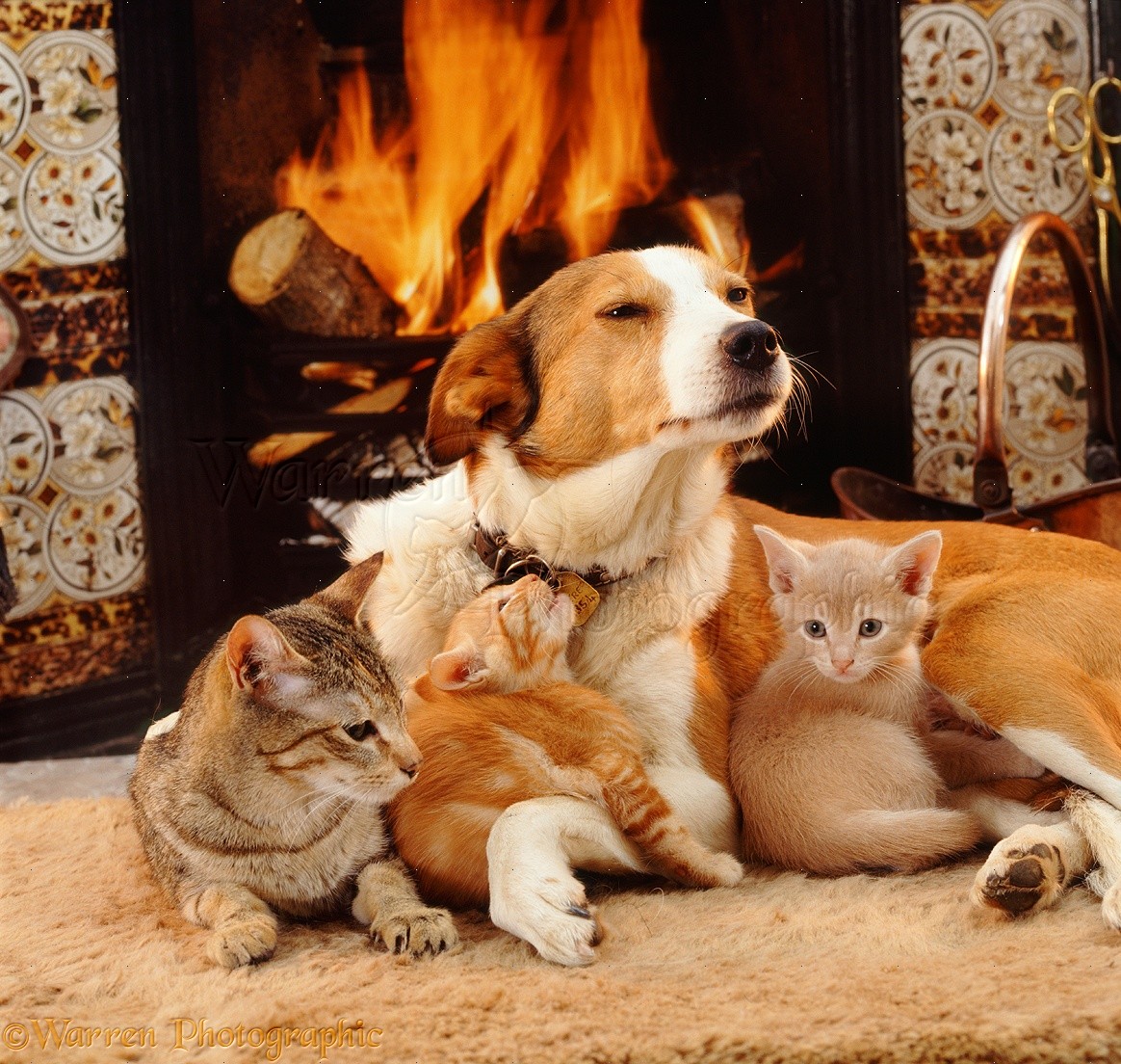 08702-Dog-and-cats-by-the-fire.jpg