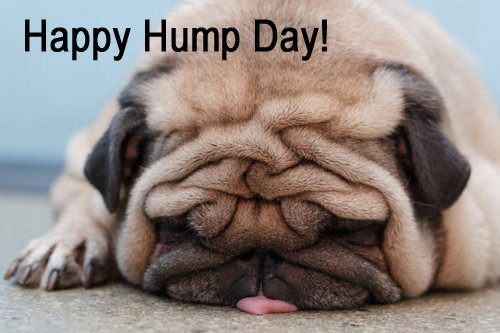 pug-happy-hump-day.jpg