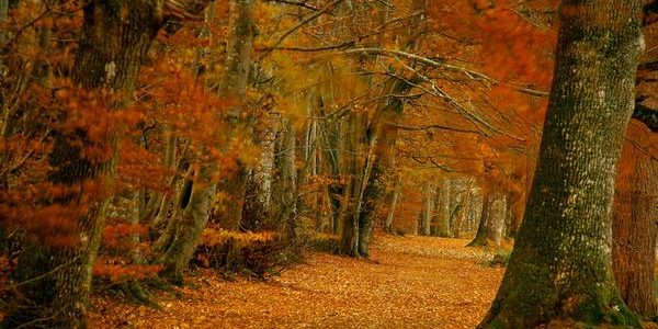 lady-marys-walk-crieff-600x300.jpeg