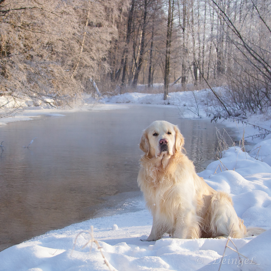 the_frosty_morning_by_deingel_dog_stock-d4psl48.jpg