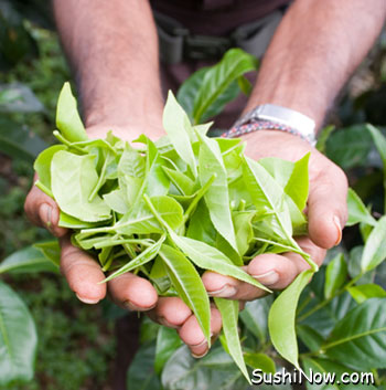 Tea-Leaves-Picked.jpg