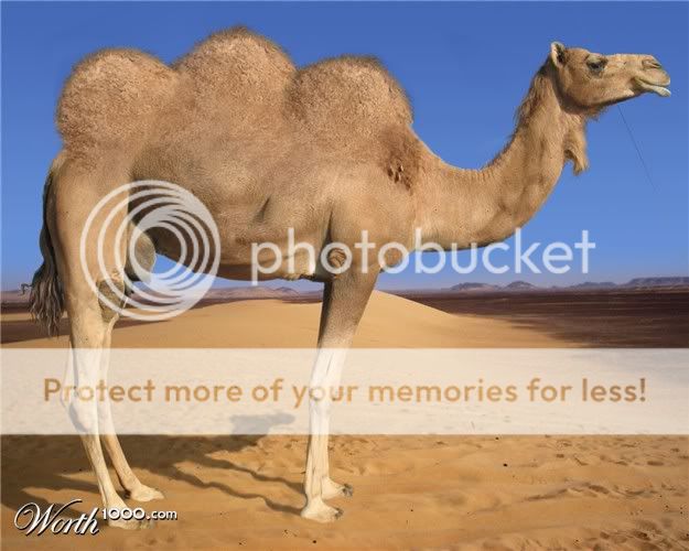 3_hump_camel.jpg