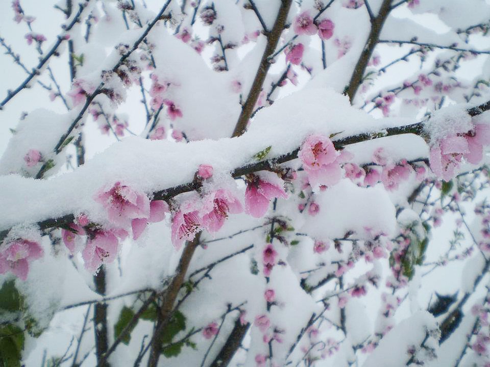 snow-2695314_960_720.jpg