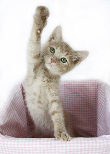 Oh_Pick_Me__Pick_Me_by_TimelessImages.jpg