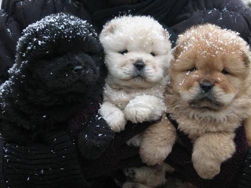 56617-Winter-Puppies.jpg
