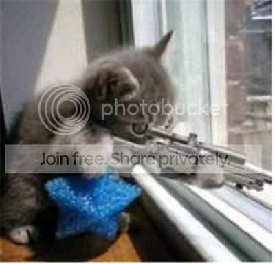 cat-with-gun.jpg