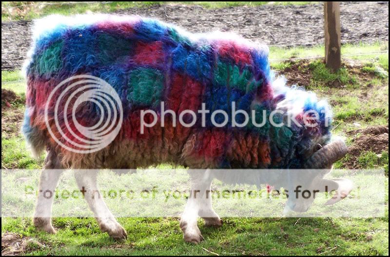 tartan_sheep.jpg