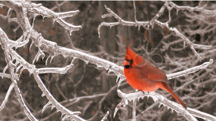 tumblr_mxlynfGjnI1qzsc66o1_500.gif
