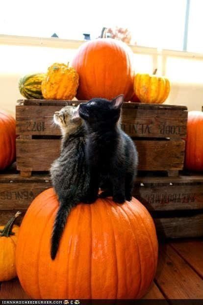 135683-Autumn-Cats-On-A-Pumpkin.jpg