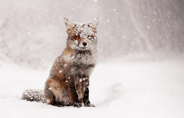 animals-in-winter-coverimage.jpg