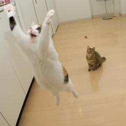 Cat+Jumping.jpg