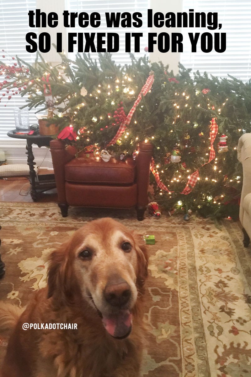 christmas-tree-dog.jpg