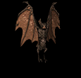 VampireBat.gif