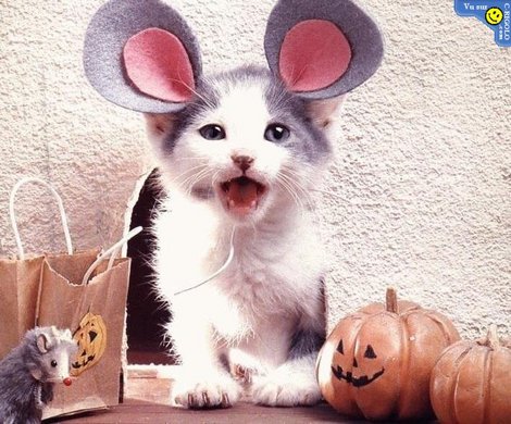 chat-souris-haloween-1_c60.jpg