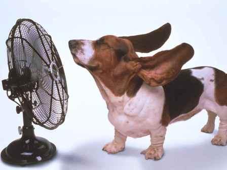 dog-with-fan.jpg