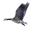 bird-animation-3Cangoose.gif
