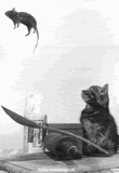 catmouse.gif