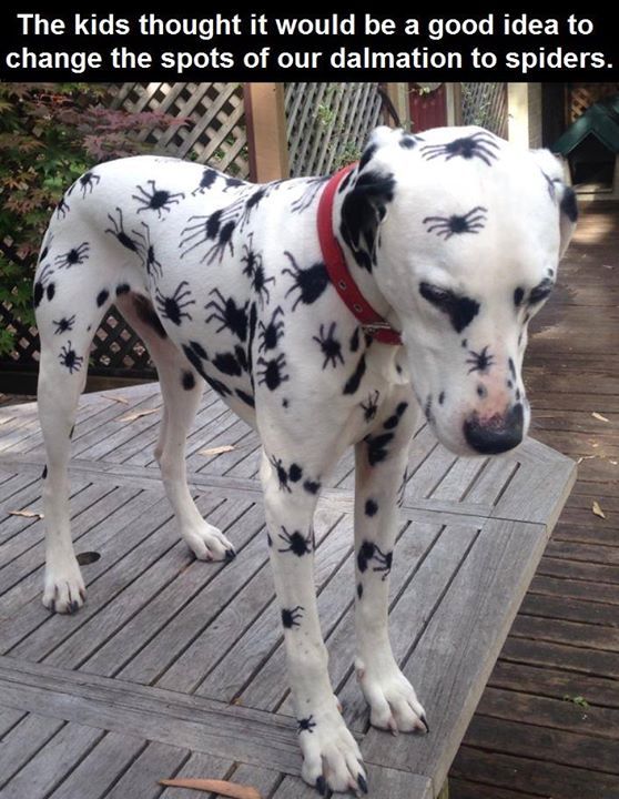 169432-Spider-Dalmation.jpg