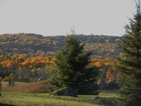 FallPine.jpg