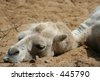 stock-photo-sad-camel-445790.jpg