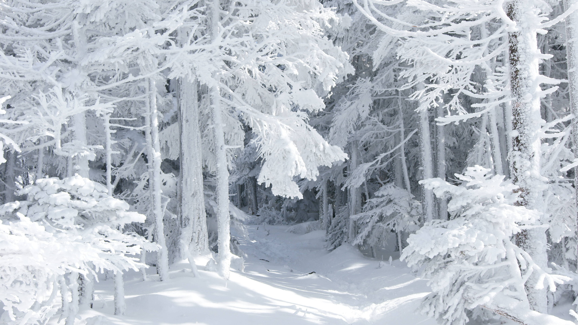 winter-1080p_033820647_27.jpg
