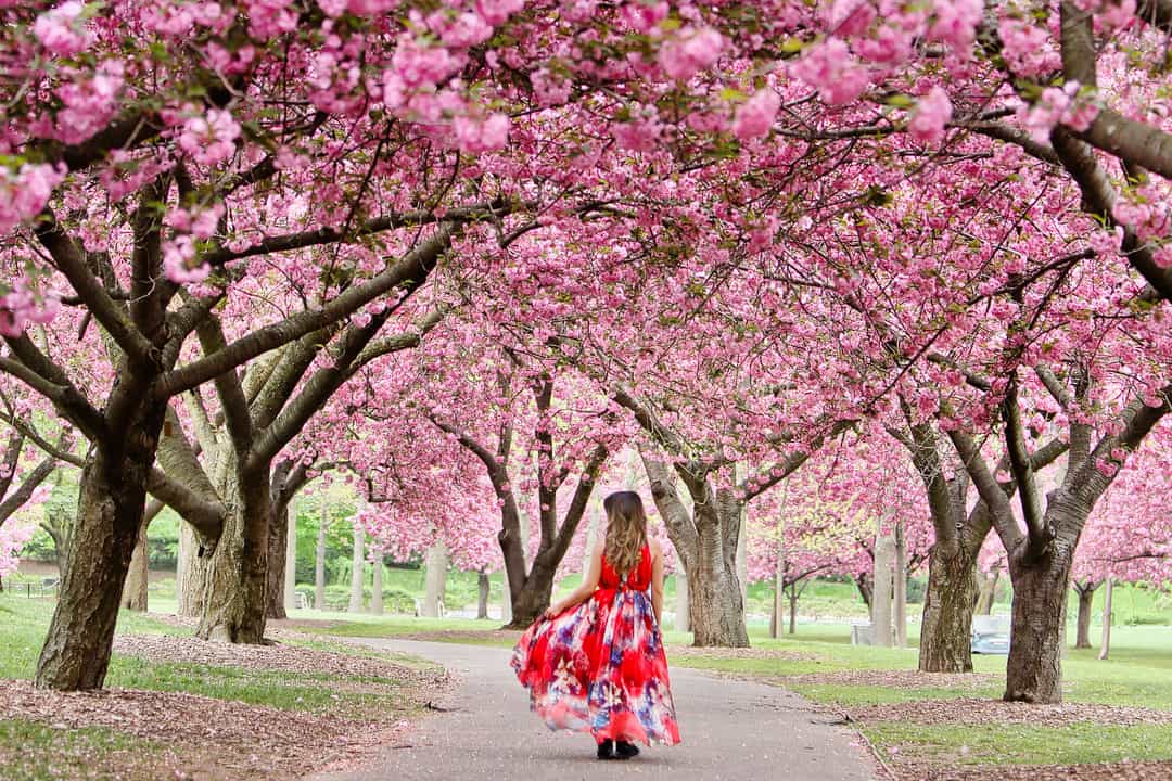 cherry-blossom-festival-nyc.jpg