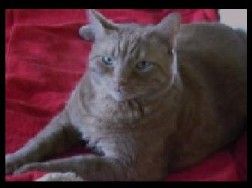 Malleybanner252x188.jpg