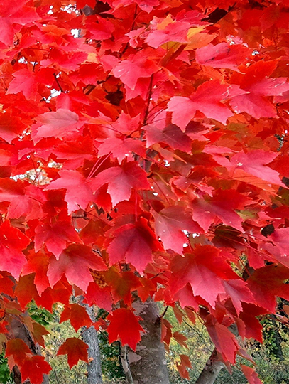 NativeMapleRedMaple3.jpg