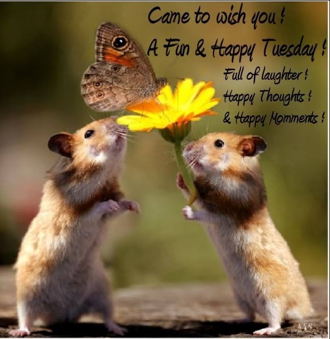 92047-Happy-Tuesday.jpg