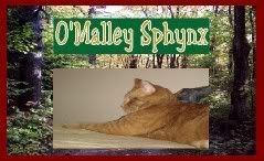 MalleySphynx239x146.jpg