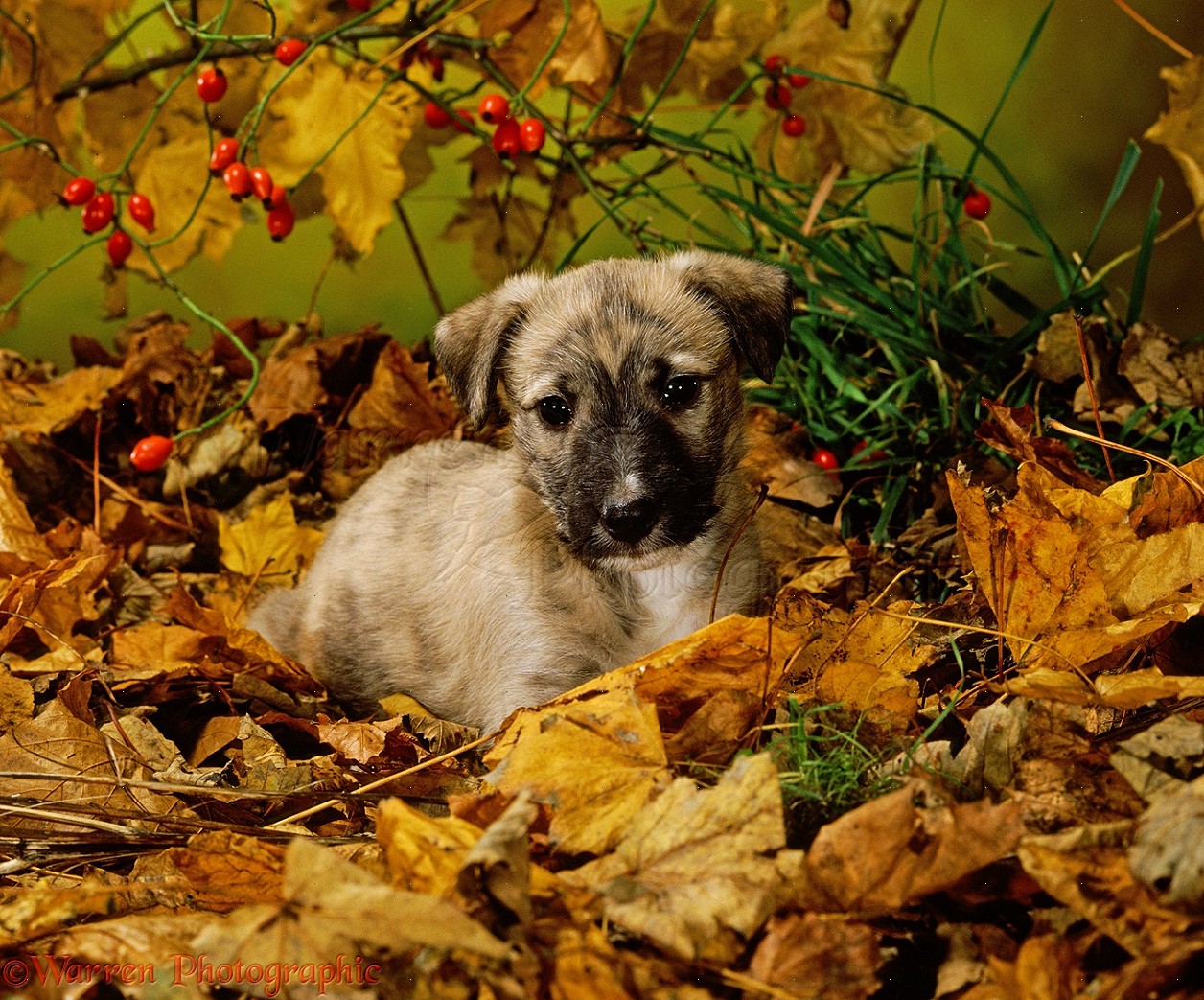 32538-Longdog-puppy-among-autumn-leaves.jpg