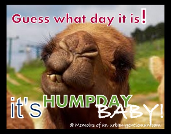 hump-day6.jpg
