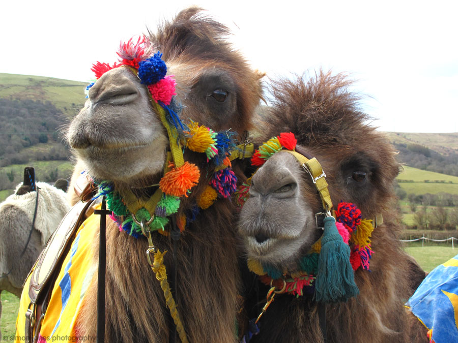 romy60_camels_big.jpg