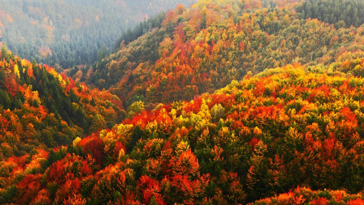 108633_autumn_forest.jpg