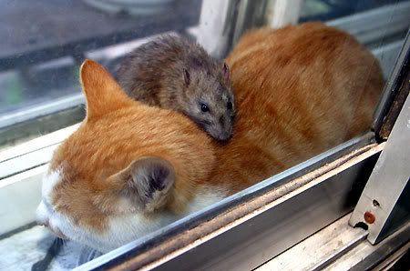 CatMouseSnuggle.jpg