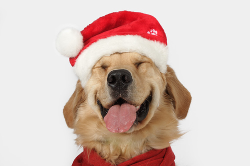 santadog.jpg