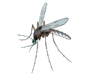 NBMosquito.gif