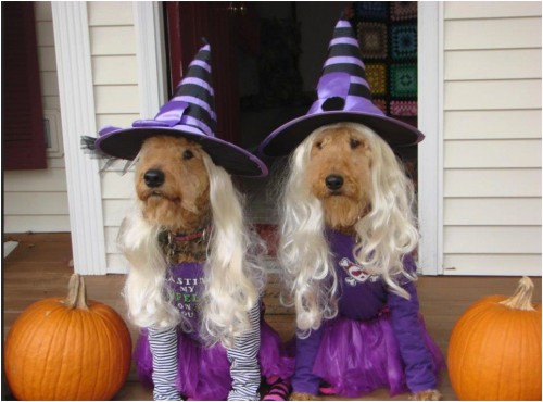 Halloween-Costumes-For-Dog-Blondes.jpg