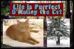 MalleyCat240x160.jpg