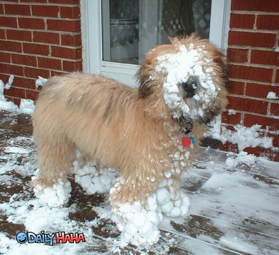 snow_face_dog.jpg
