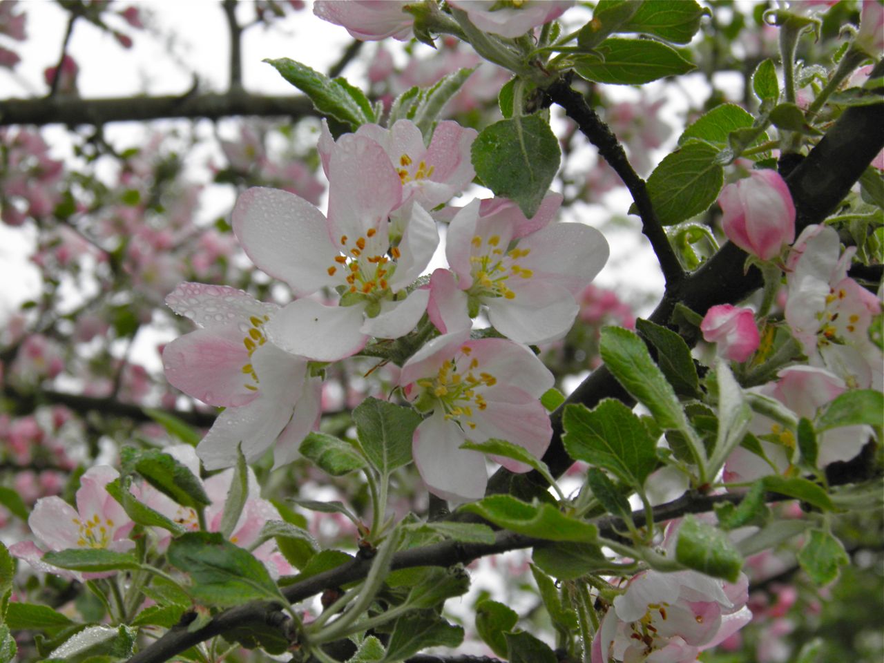 apple+blossoms.jpg