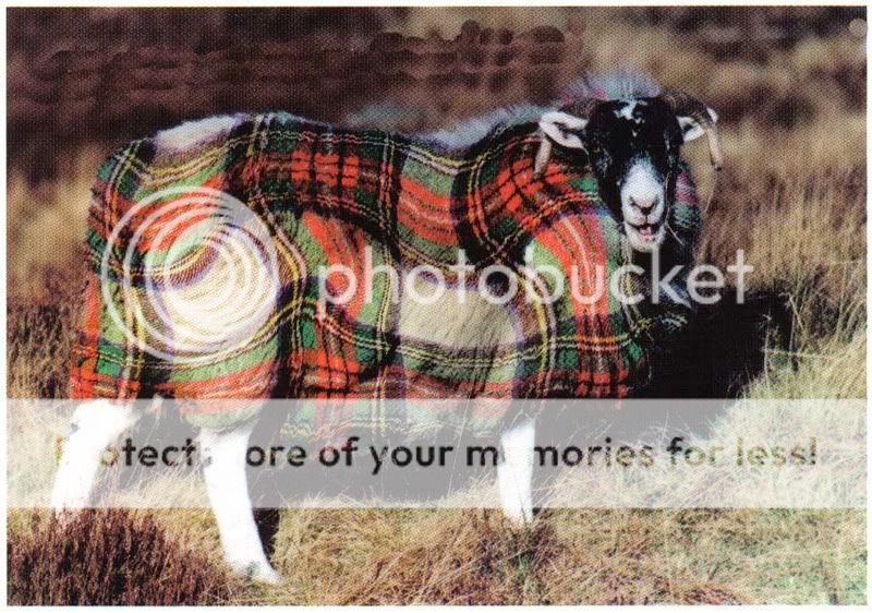 Sheep20in20plaid.jpg