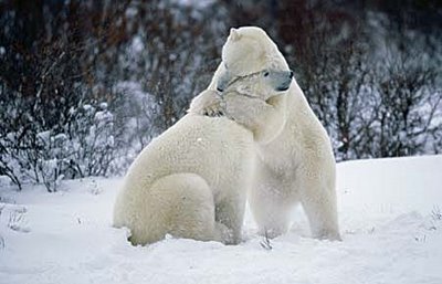 bear_hug.jpg
