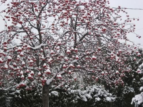 Snowy030.jpg