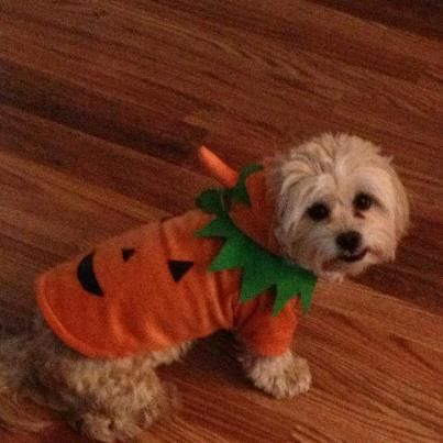 HalloweenZoey.jpg