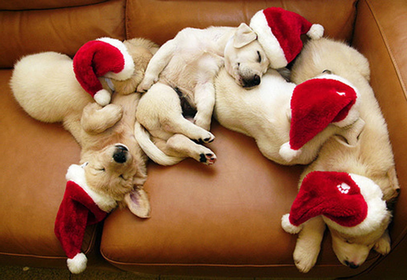 christmas-dogs.jpg