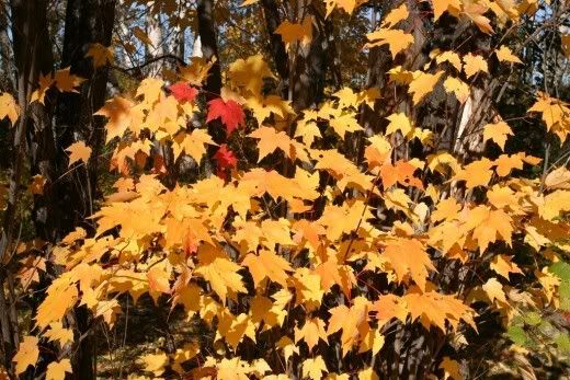 leaves.jpg