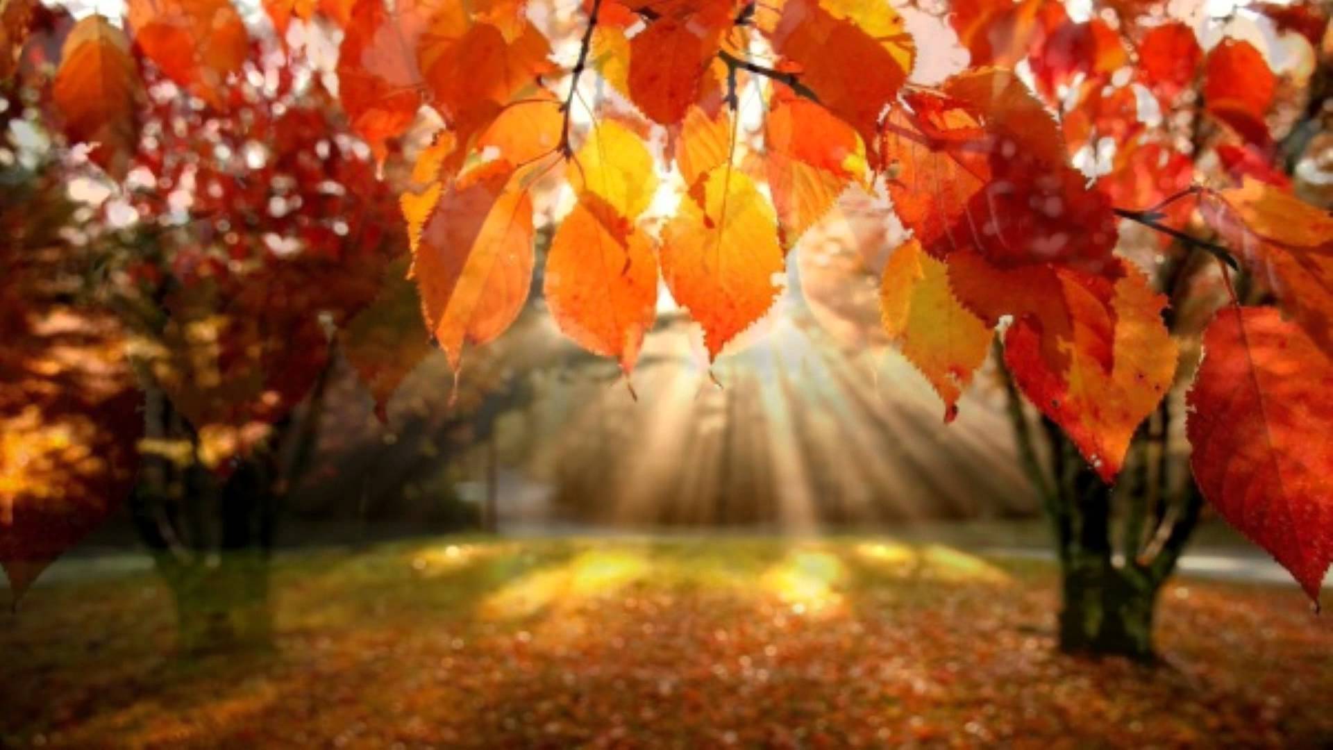 autumn.jpg