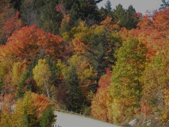 AutumnRoad.jpg
